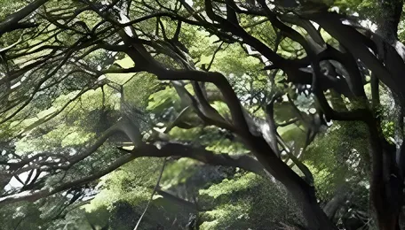 Pune Tree Felling Proposal Sparks Civic Resistance