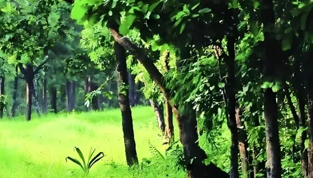 Maharashtra Green Mission Links Ecology And Development