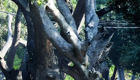 Bengaluru HRBR Layout Residents Demand Tree Felling Accountability
