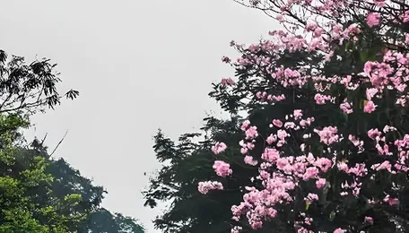 Mumbai Eastern Express Highway Blossoms With Pink Canopy