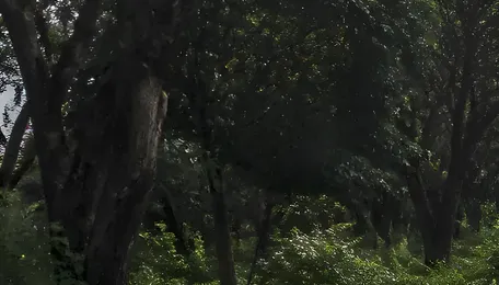 Hebbal Short Tunnel Puts Bengaluru’s Tree-Clearing System to the Test