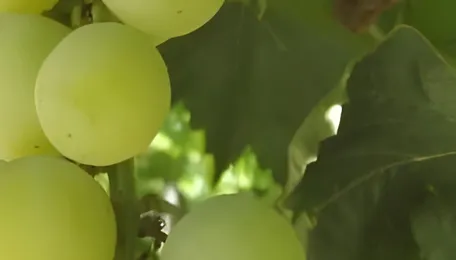 ADAMA Introduces Rexaro Fungicide for Specialty Crops in India 