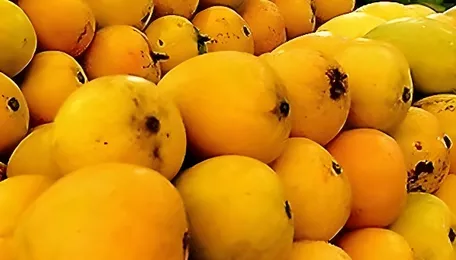 Bengaluru Mango Festival Boosts Local Farm Economy