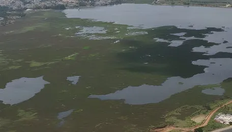 Bengaluru Lake Sewage Crisis Worsens In Hebbal Nagavara Valley