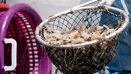 US shrimp imports down 50,000 MT in 2023 through April; FDA details 103 entry line refusals from May
