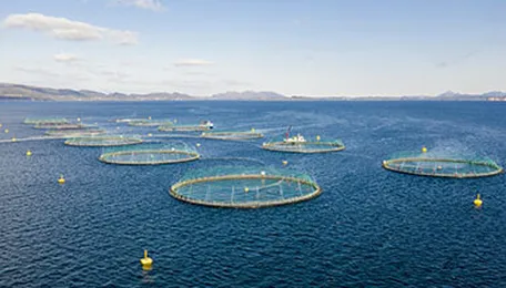 LerøY Seafood Salmon And Trout Harvest Down 10 Percent By Volume In Q2 2023