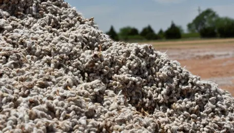 Cotton Gains As Demand For India Cotton Continues To Be Strong From Buyers