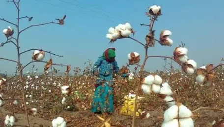 Punjab’s cotton production surges despite dip in area