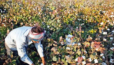 India's cotton exports crash to 19-year low, production and yield plummets