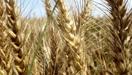 Govt Rules Out Lifting Ban On Wheat Export