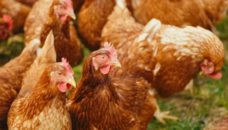 Brazil poultry exports continue climb in March