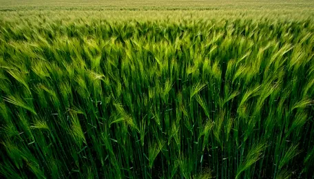 India’s fertilizer giants move to secure 536,000 MT of Ammonia imports amid rising demand 