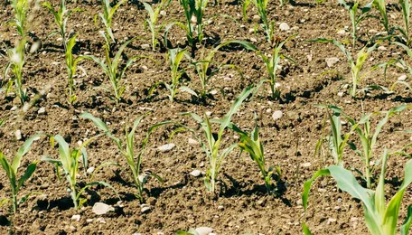 UK to introduce duties on fertilizer imports from Russia, Belarus