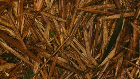 India’s Bioenergy Growth 2026: Government Accelerates Renewable Waste-to-Energy Projects