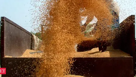 Export Ban On Wheat To Continue In The Current Year