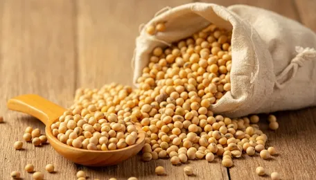 Soybeans Pull From High, Still Hold Gains