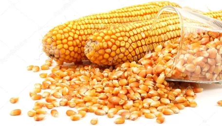 Maize Prices Harden As Kharif Sowing Makes Slow Progress