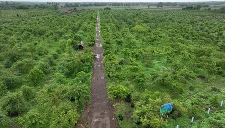 Centre plans new linear infrastructure policy to regulate forest area dvpt