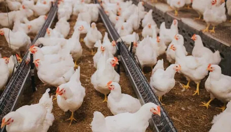 US poultry export ban to Colombia lifted