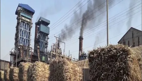 CACP recommends hike in sugarcane FRP by Rs 10/quintal for 2023-24...