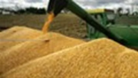 Funds Boost Cbot Corn Shorts Amid Huge Us Acres And Critical Rain