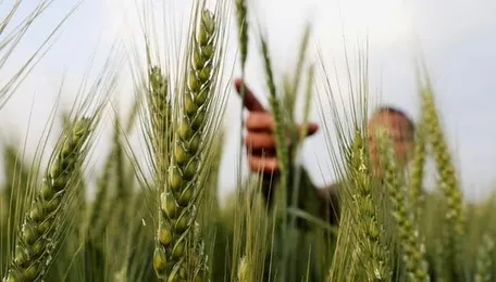 Erratic weather takes a toll on rabi crop yields