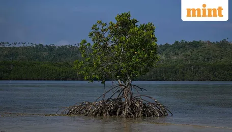 All infrastructure isn’t made of concrete: natural formations are part of India’s climate defence