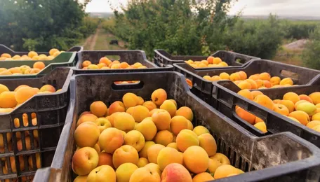 Dried Apricots: No Official Estimates Yet