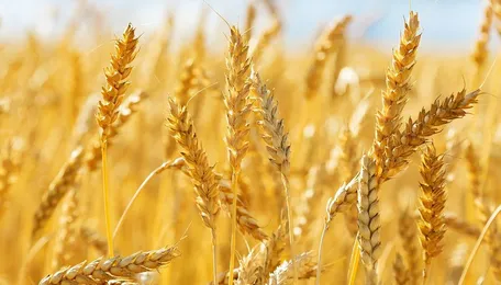 Grain Market Review: Wheat
