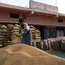 At 20,993 MT, Himachal’s paddy procurement reaches record-high