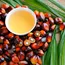 Palm oil closes lower on waning strength of rivals