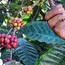Deficit pre-monsoon rains likely to affect Indian coffee crop, says USDA Post