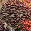 Palm oil to see upside risks in 2024 due to El Nino: report