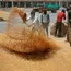 Wheat procurement for 2024-25 sees slight dip, but likely to pick up soon