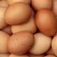 Egg prices soften as consumption slows down amidst rising temperatures