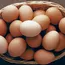 Namakkal poultry farmers want to put all their eggs in one basket