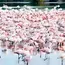 Navi Mumbai Flamingo Lake Faces Pollution Threat