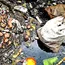 Kochi Prepares Detailed Project Report for TP Canal Regeneration
