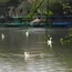 Delhi Sanjay Lake Restoration Reshapes East Greenbelt