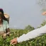 Darjeeling tea vs Nepal tea: Can a ‘chemical fingerprint’ stop mislabelling? 