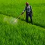 Nissan Chemical leans on India for global push of new rice herbicide 