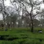 Tea growers seek ban on chemical pesticide in Jalpaiguri 