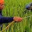 Ban on toxic weed killer puts agrochemical lobby under lens. Bigger crackdown next? 