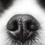 Meet the dogs helping scientists sniff out cancer 
