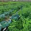 Shift To Natural Farming Will Take Time, Say Agriculture Experts After PM Modi's Appeal 