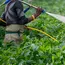India's pesticide regulation crisis: A policy in perpetual draft 