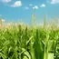 Indian distillers seek 9% corn ethanol price hike as feedstock costs surge
