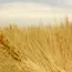 Wheat Market Falls as Black Sea Supply Hopes Grow