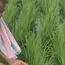 Chemical effluents contaminate irrigation canal in Denduluru, farmers allege 