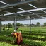 TERI Says Grid, Financing—Not Land—Will Determine India's Solar Growth 